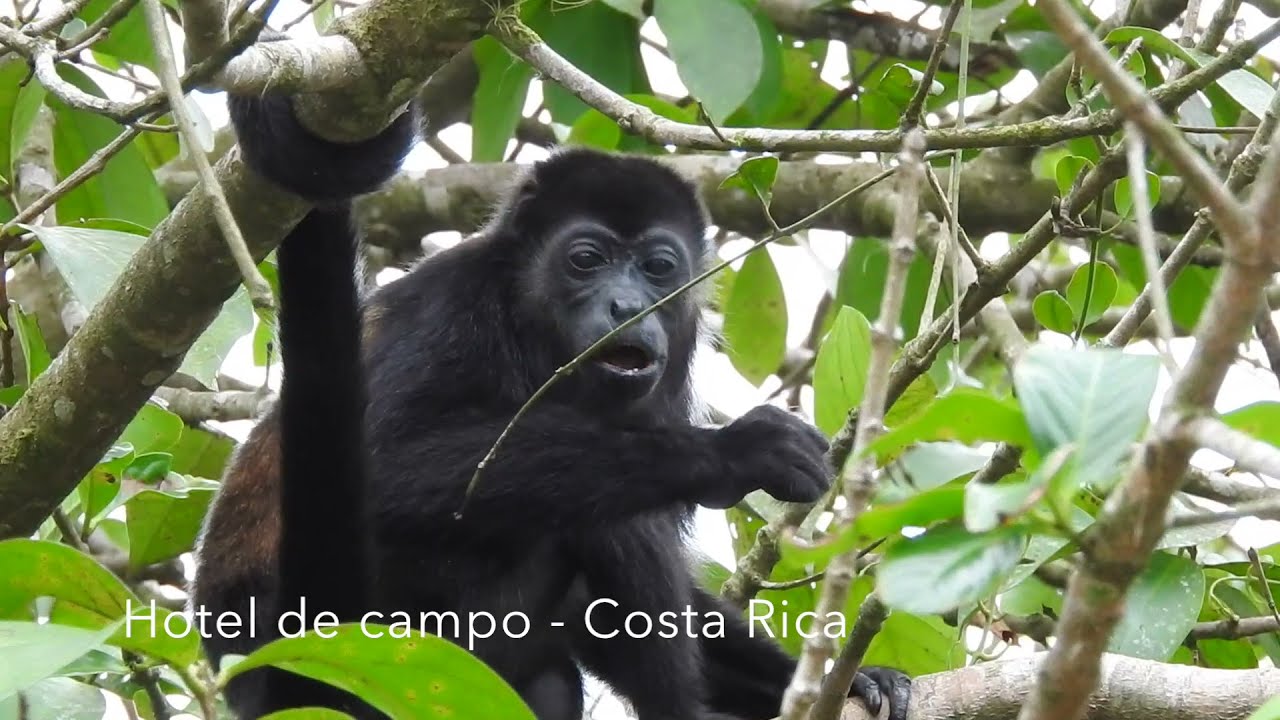 Monkeys in Costa Rica at the Wildlife Refuge of Caño Negro