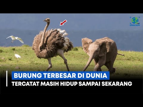 , title : 'Burung Raksasa Terbesar ‼️ 5 Burung Berukuran Paling Besar di Dunia yang Masih Hidup'