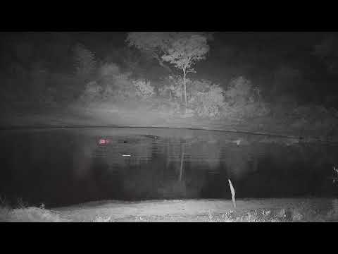 Djuma: Hippo arrives - 22:59 - 11/15/21