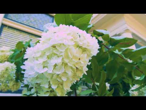 image-Is PeeGee a panicle hydrangea?