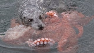 Incredible Fight! Harbour Seal vs Giant Pacific Octopus