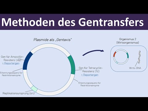 Methoden des Gentransfers - [Vektoren, Plasmide, Transformation] - [Gentechnik, 4/7]