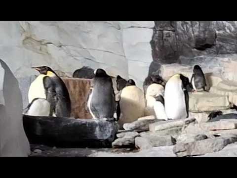 SeaWorld Orlando video review