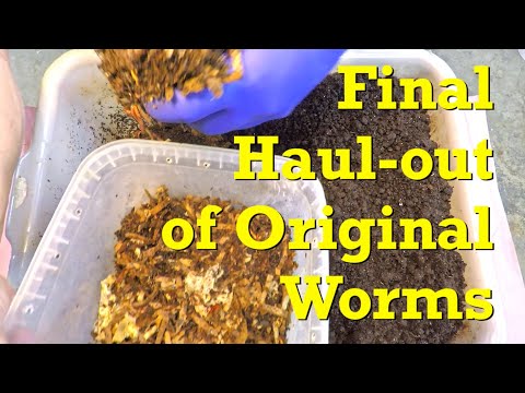 Original red wiggler worms fed & reunited with old system's stragglers - vermicompost