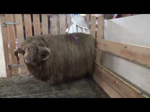 SEYÐUR NR. 32 Í LSS 2022