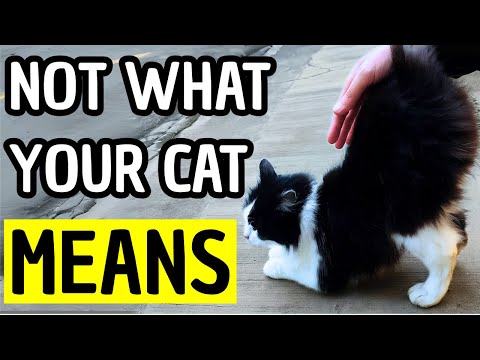 Cat Behavior Explained: Shocking Truth Behind 20 Strange Things Cats Do