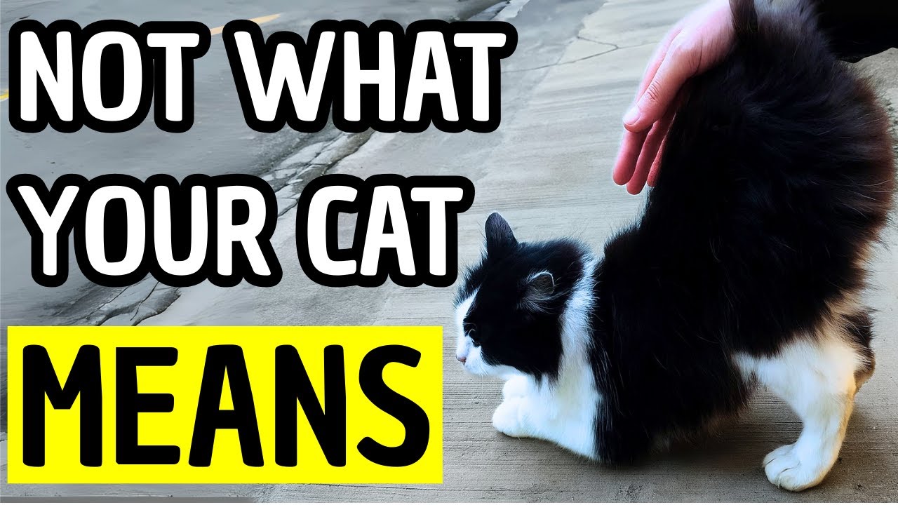 Cat Behavior Explained: Shocking Truth Behind 20 Strange Things Cats Do