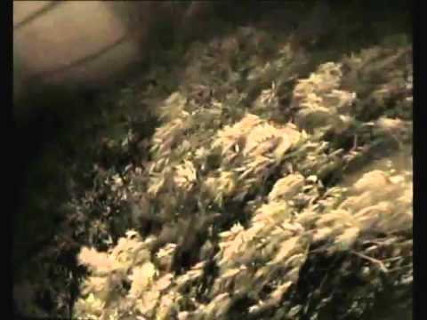 Metamorphosis - Mikhail Rudy / Brothers Quay