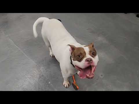 ZOEY, an adoptable Pit Bull Terrier & Staffordshire Bull Terrier Mix in Phoenix, AZ_image-1