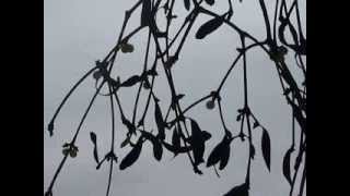 Marianne Faithfull - Wild Mountain Thyme - Mistletoe - 31-12-2013
