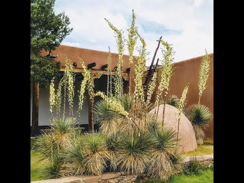 Native Plants of Coronado Historic Site - Soaptree Yucca
