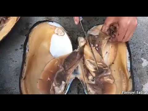 ⚪️ Марварид қандай пайдо бўлади?