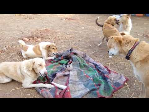 The secret lives of sanctuary dogs at Animal Aid Unlimited