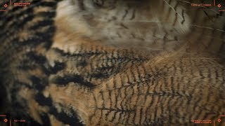 Cautious Clay - SETTLER&#39;S PARADISE