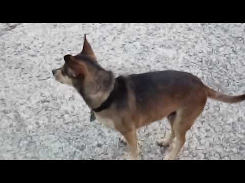 Diamond♦️💍💎 with her sister❤️ (part 2)+a new boy