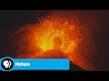 Living Volcanoes Preview NATURE PBS