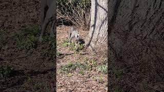 Video preview image #1 Mutt Puppy For Sale in Rockville, MD, USA