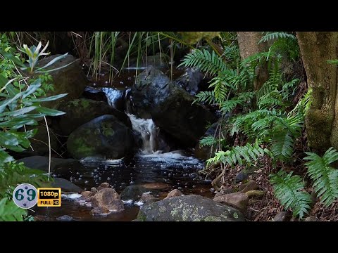 Leises Geplätscher eines Baches | Naturgeräusche für tiefe Entspannung | ASMR