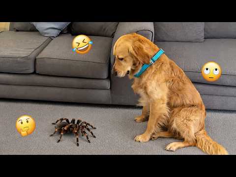 You’ll Laugh So Hard Watching These Funny Dogs 🤣🐶 FUNNIEST DOGS video 2026 #28