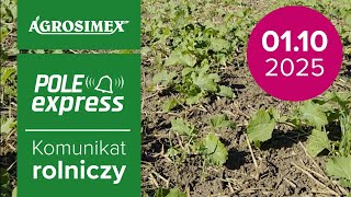 Zabiegi dolistne w rzepaku | Komunikat Rolniczy