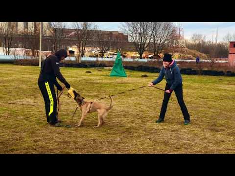 Zoria ☀️(Cindy Crawford Is Always Crazy) First protection training - 7 months old