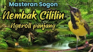 Download lagu SOGON NEMBAK CILILIN PANJANG❗SOGON MATERI CILILIN GACOR DOR.  mp3
