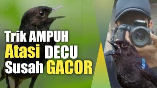 Download lagu How to Quickly Make a DECU Bird Sing||DEKI/KACER MINI mp3