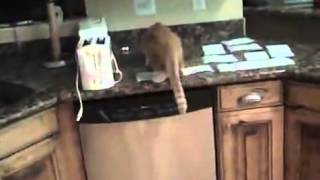 How To Keep Cats Off The Counter Tops!