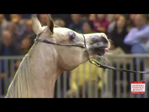 European Championships Verona 2013 - CLASS 2B
