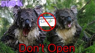 Мокрая коала страшная картинка почему нельзя гуглить