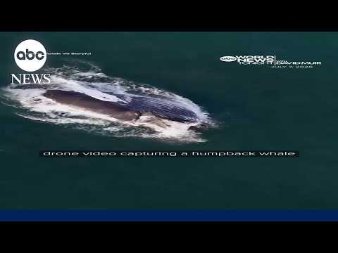 Drone video captures humpback whale feeding near shore