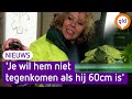 Schildpadden worden vaak gedumpt