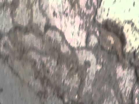 Termite mud tubes in Red Bank, NJ