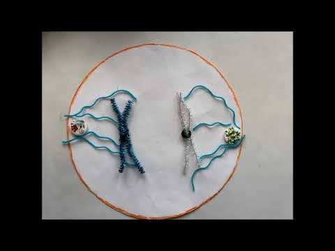 Meiose einfach erklärt   Stop Motion