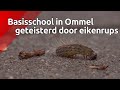 Basisschool Het Toverkruid in Ommel wordt geteisterd door de eikenprocessierups