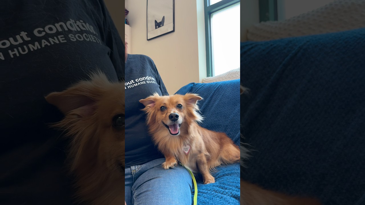 Enlarge Swing, a Adoptable mixed breed in Springfield, MA video 4/4