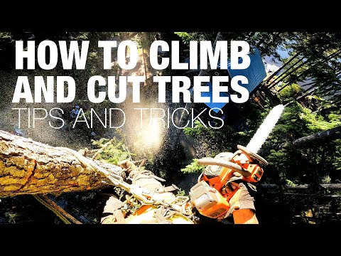 How To Climb and Cut Trees SOLO Tips and Tricks