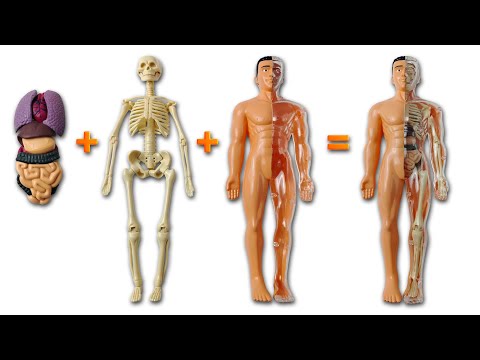 Bones, Skeleton & Internal Organs with Toy Figures | Learn Human Body Parts for Kids 🧠💪
