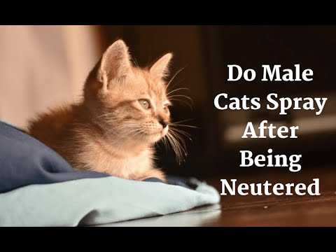 Do Male Cats Spray After Being Neutered