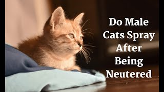Do Male Cats Spray After Being Neutered