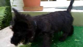 preview picture of video 'MacDuff the Scottish Terrier Attacks!'
