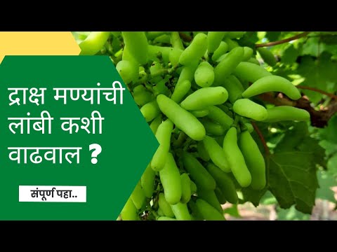 Natural Bio Stimulant Liquid for Soil Application