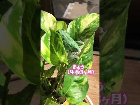 スベリヒユカエル 植物
