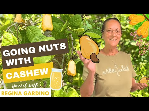 Going nuts with Cashew