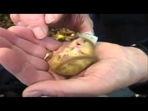 Snoring Dormouse With Sound Listen