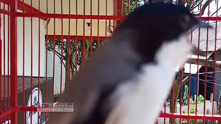 Download lagu Yakin cendet Anda akan ikut gacor di pancing CENDET GACOR isian Lovebird ngekek panjang mp3 Download lagu Yakin cendet Anda akan ikut gacor di pancing CENDET GACOR isian Lovebird ngekek panjang mp3