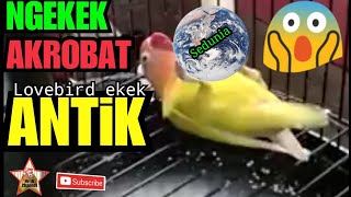 Download lagu Lovebird ngekek ANTIK sedunia kata orangnya mp3