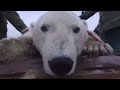 Welcome to Bear Jail | Vets in the Polar Bear Wild | BBC Studios