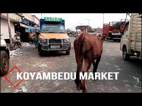 download lagu mp3 mp4 Where To Buy Avocado In Chennai, download lagu Where To Buy Avocado In Chennai gratis, unduh video klip Where To Buy Avocado In Chennai