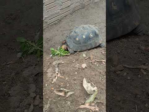 quintal do Chico Black Igarapé do meio Maranhão